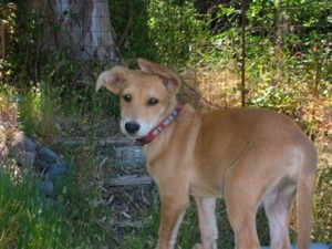 What Breed is My Dog?